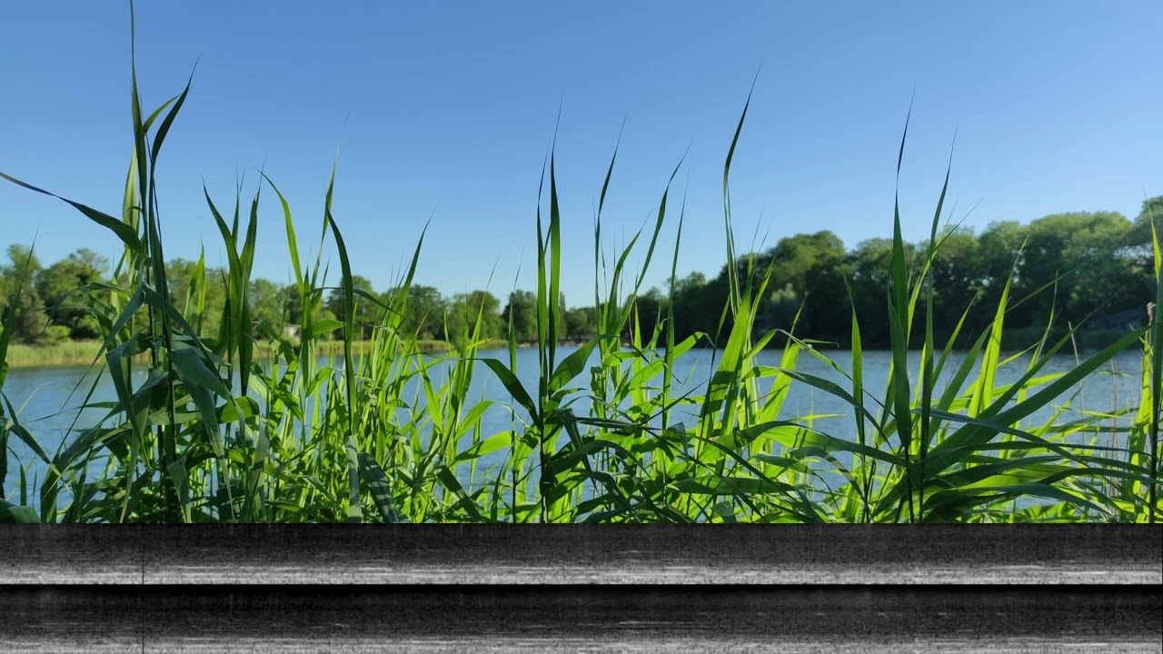 Sitting in the reeds and listening to distant music
