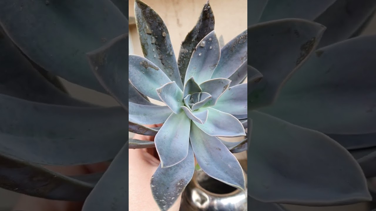Graptoveria pruning   تعقيل الجريبتوفيريا
