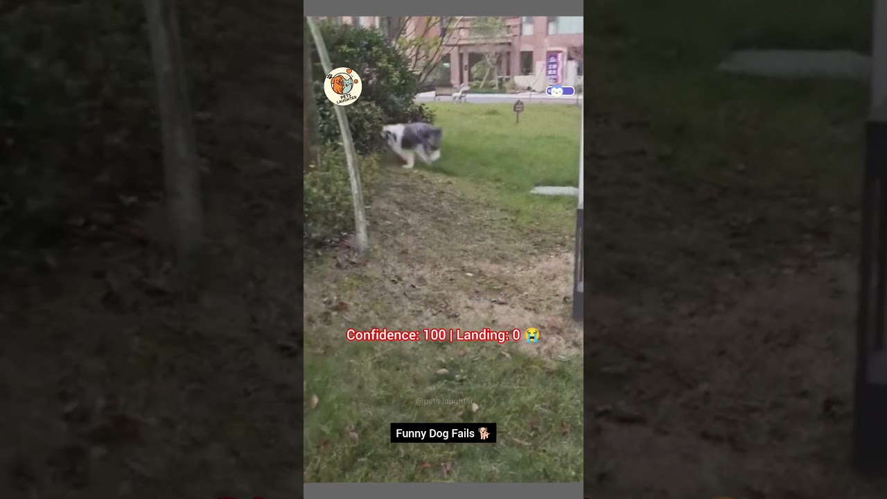 Funniest Dog Fails & Reactions Ever 😂🐶 | Hilarious pet moments and Expressions that caught 🤣