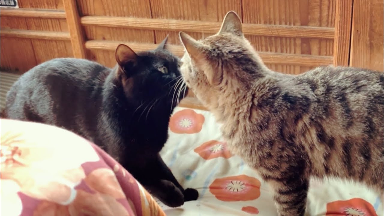 大いなる一歩を歩む猫と暇を持て余す柴犬 Sleepy cats and bored dog