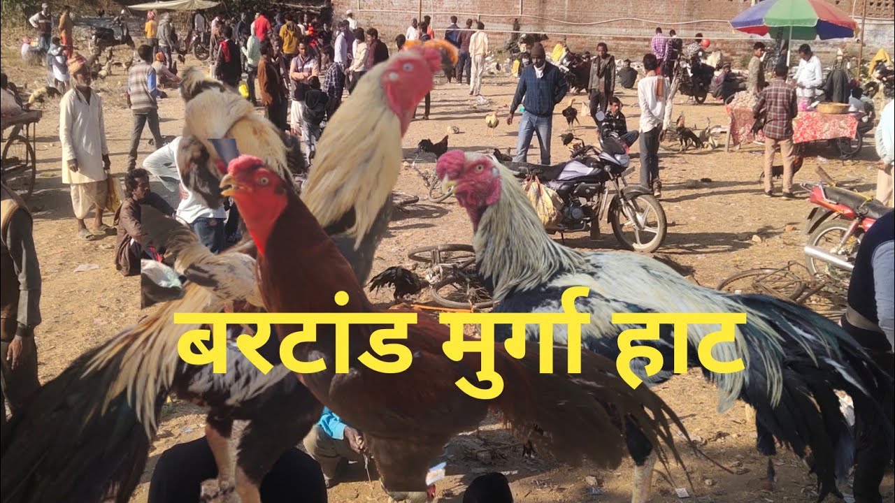 Bartard sabji market// murga hat bartard