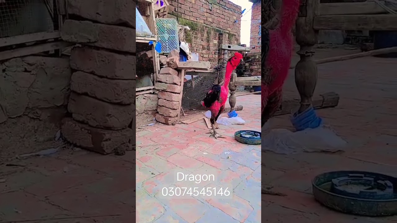 Thai dragon 🔥😋💯😇#