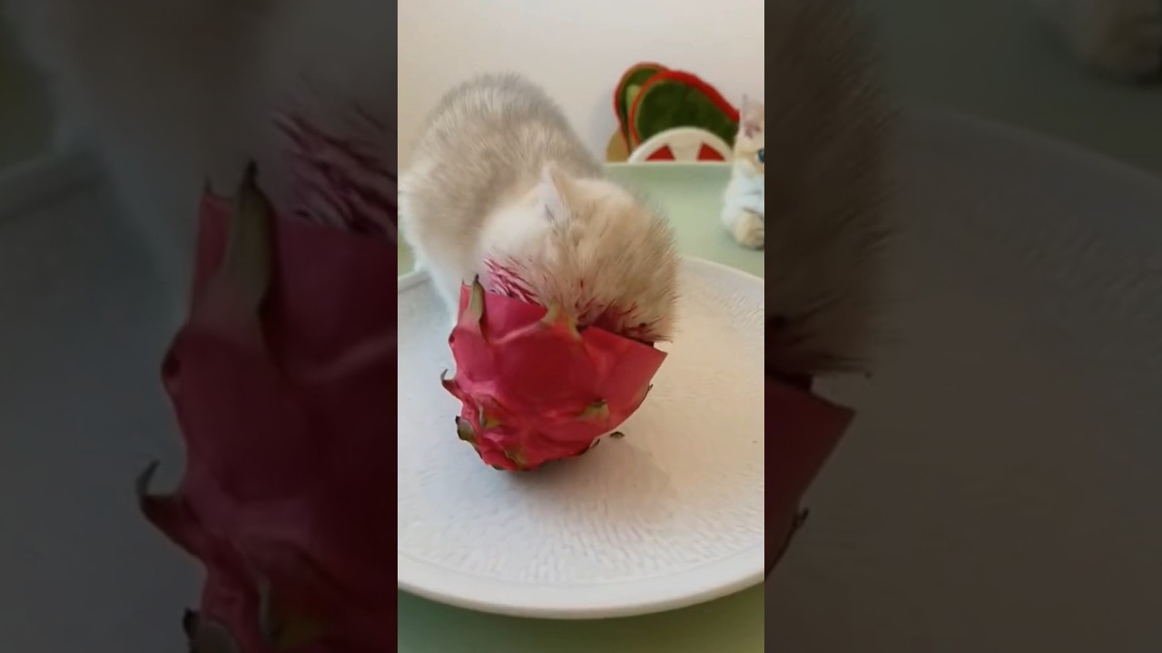 Cat Lovers Unite: Unveiling the Beauty of Cats Worldwide