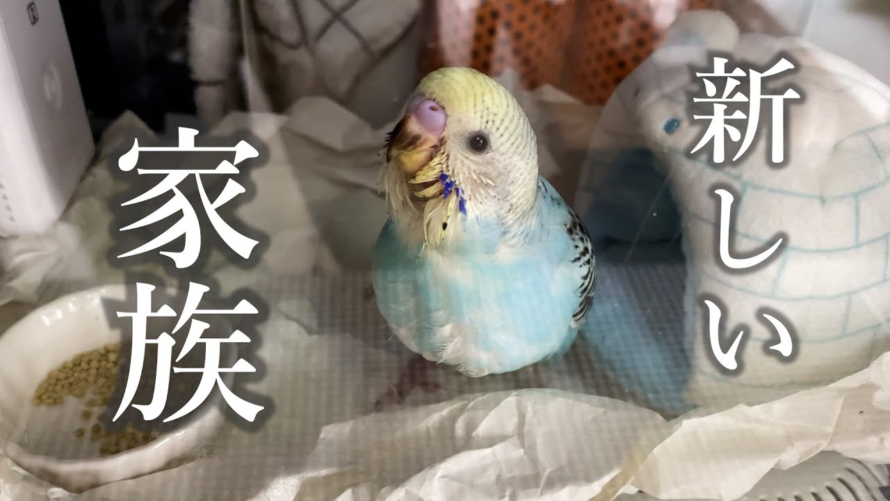 新しい家族を迎えました！【セキセイインコ　雛】