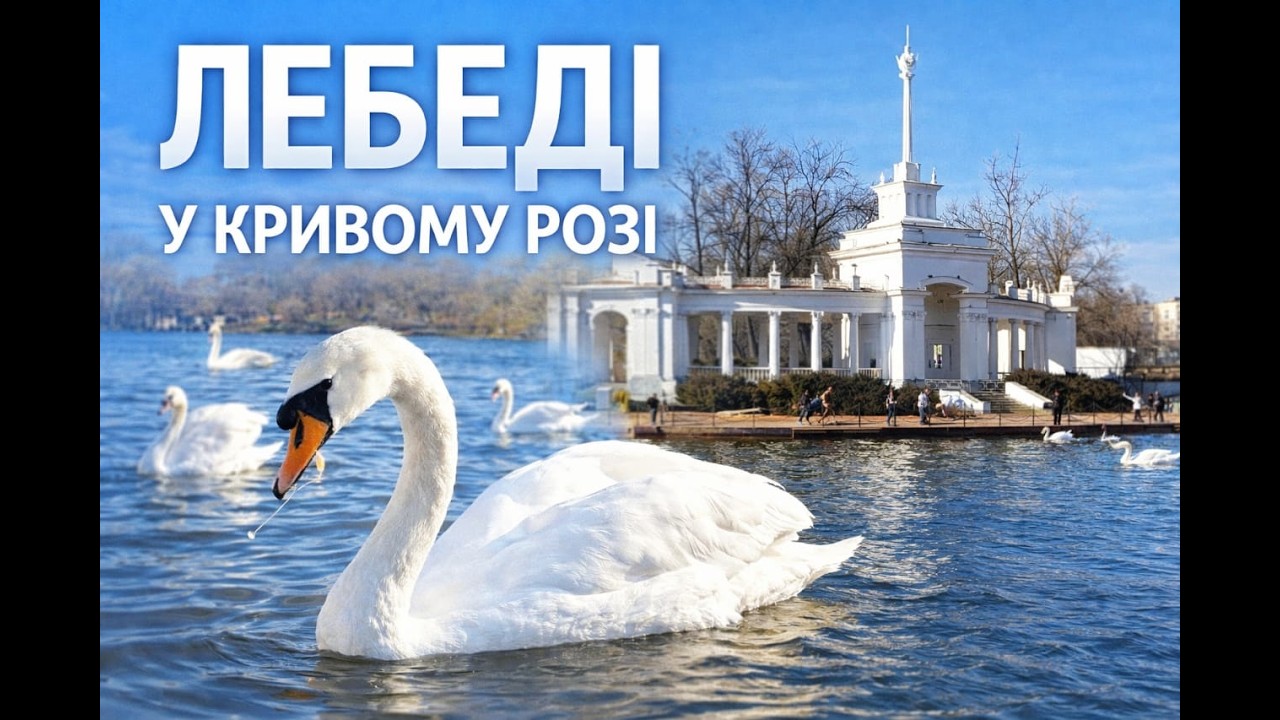 Яке красиве місце у Кривому Розі 🦢 Лебеді та злиття двох річок