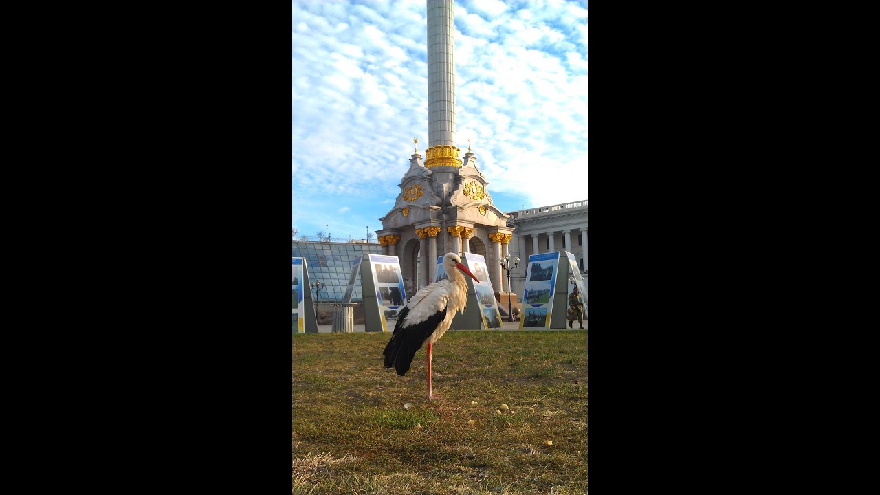 Аист на Майдане в Киеве / Stork on the Maidan in Kiev (28.09.2015)