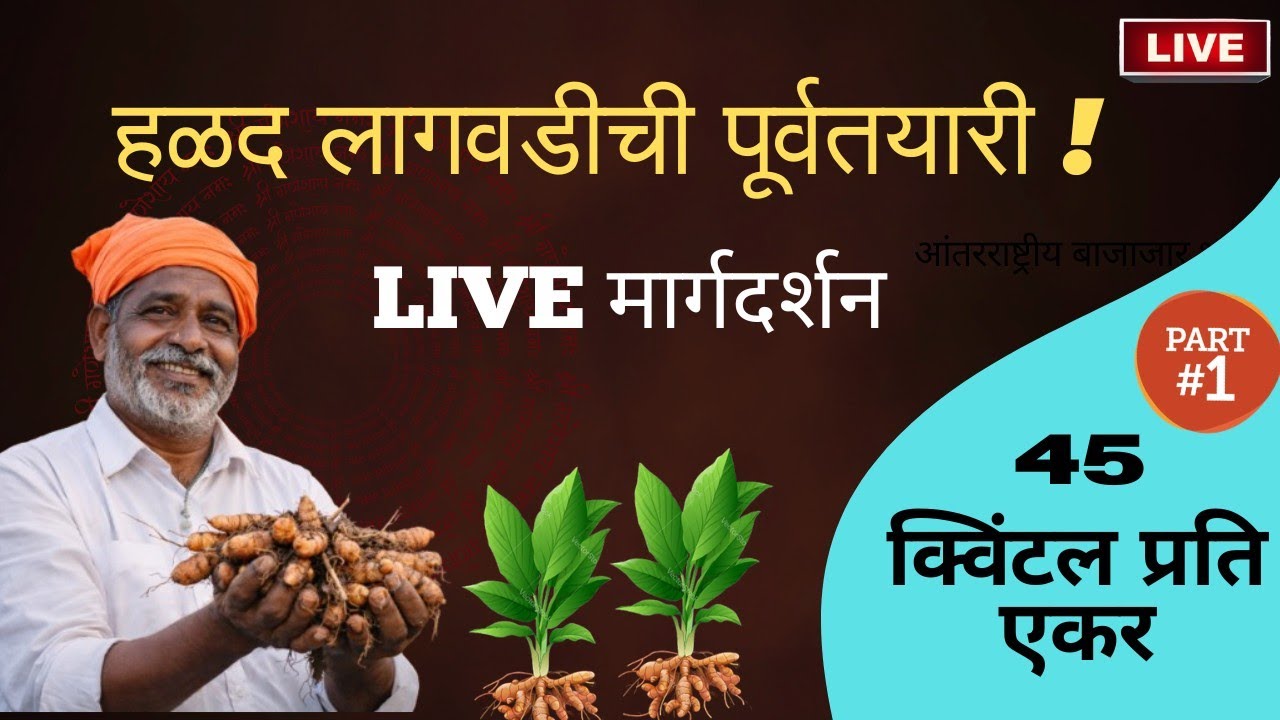 निर्यात दर्जाची हळद कशी तयार करावी ? ll सेंद्रिय हळदीला जागतिक स्तरावर मागणी ll Organic Curcumen ll 