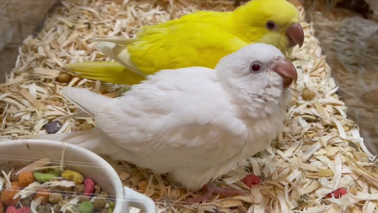 FREAK オキナインコ アルビノ、ルチノー 雛 販売中