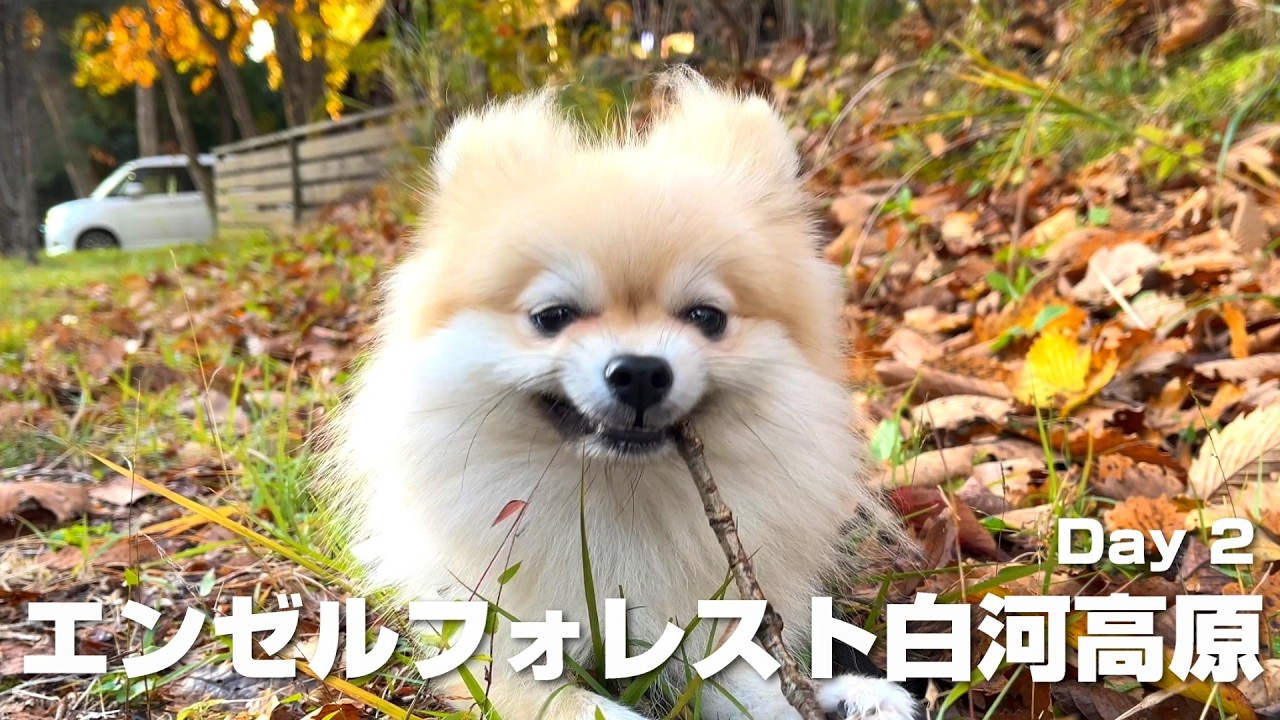 エンゼルフォレスト白河高原に一泊したポメラニアンがこうなりました【犬と泊まれる宿】｜巨大ドッグランと朝の湖で大はしゃぎ｜ポメラニアン初旅行