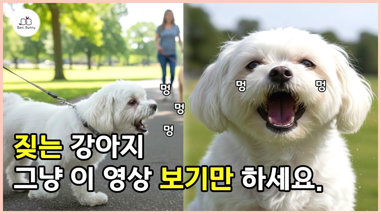 강아지가 짖으면 그냥 이 영상 보기만 하세요.