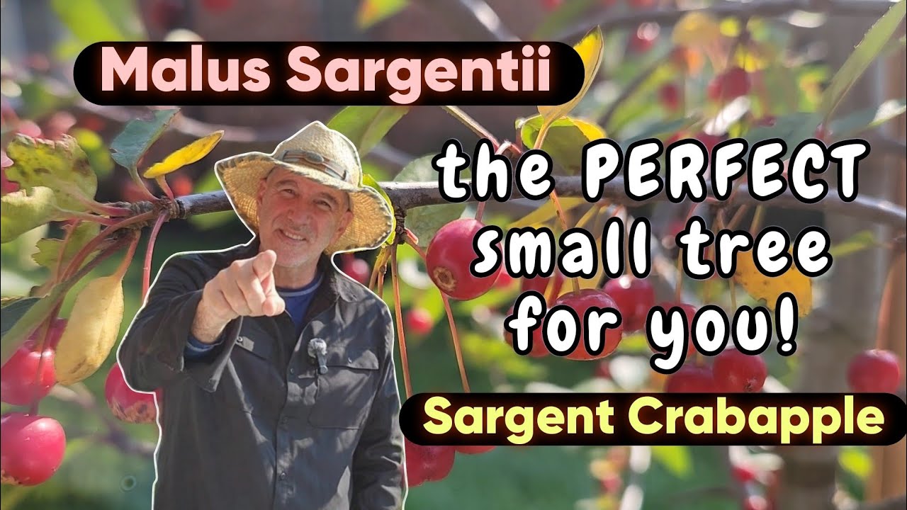 Яблоня Саржента - malus sargentii