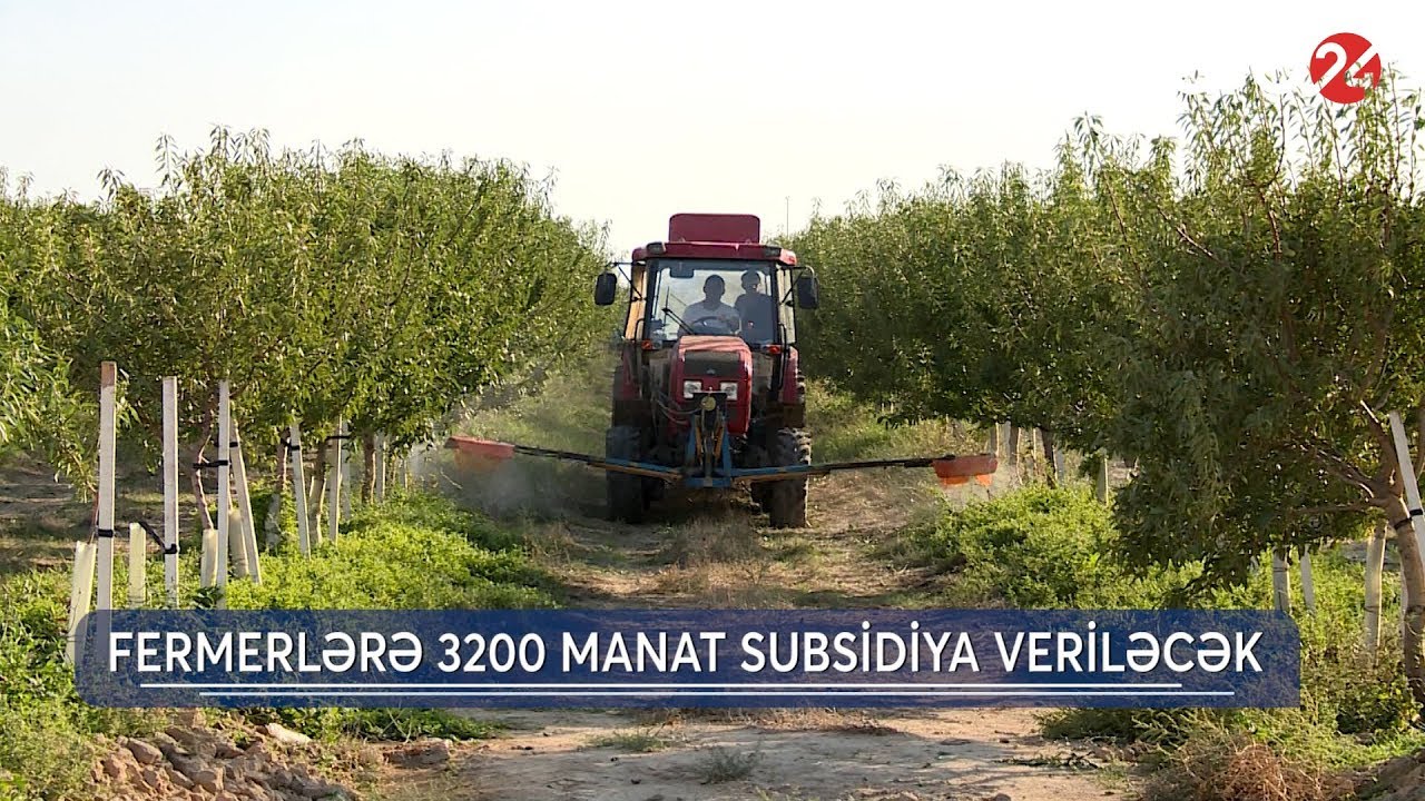 Badam istehsalı ARB 24 (Seçilən mövzu) - 08.10.2019
