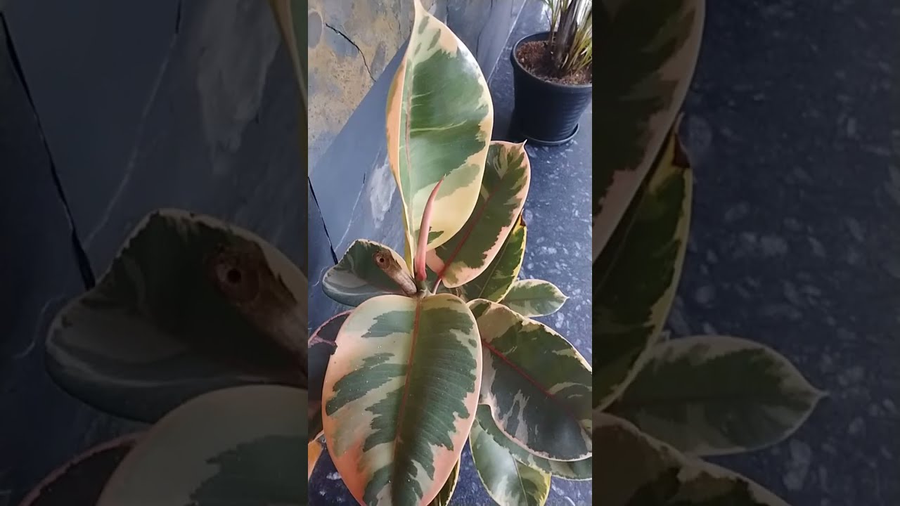 Bogainvilla കടലാസ് ചെടി കാണാൻ വരുമോ