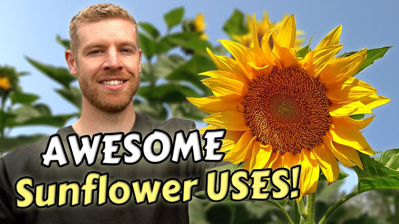 7 Ways To Eat & Use Sunflowers That Will Surprise You!
