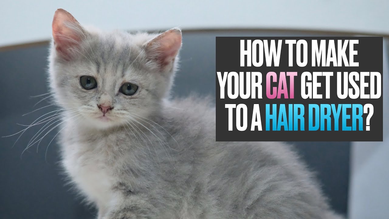 How to Make Your Cat Get Used to a Hair Dryer