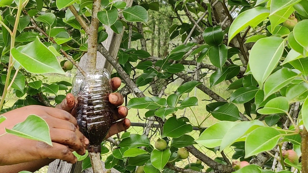 Pear tree Air-layer. Part 1