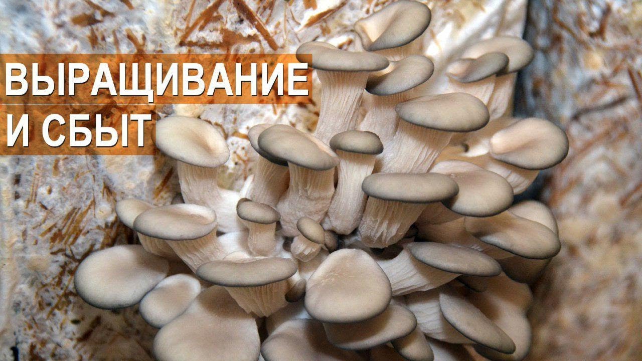 Вешенка. Выращивание и сбыт. Фермер Олег Топорков. Агрофирма 