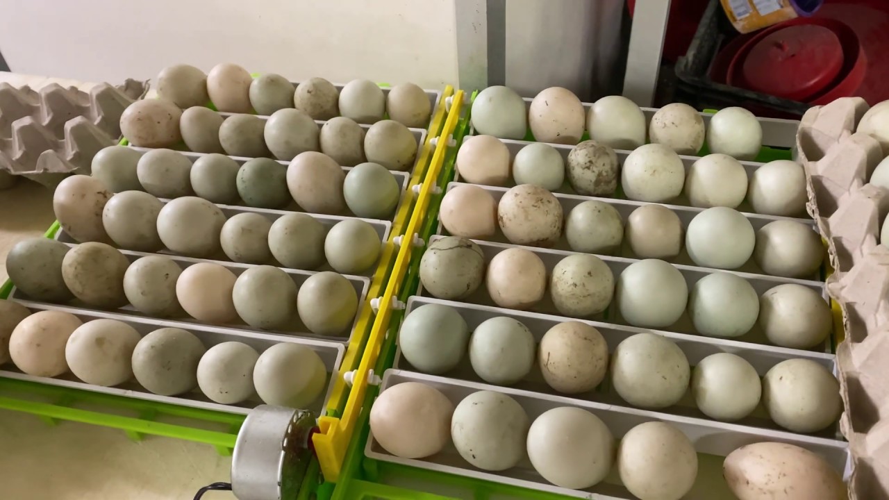 Mise en Incubation Couveuse cimuka 180 oeufs