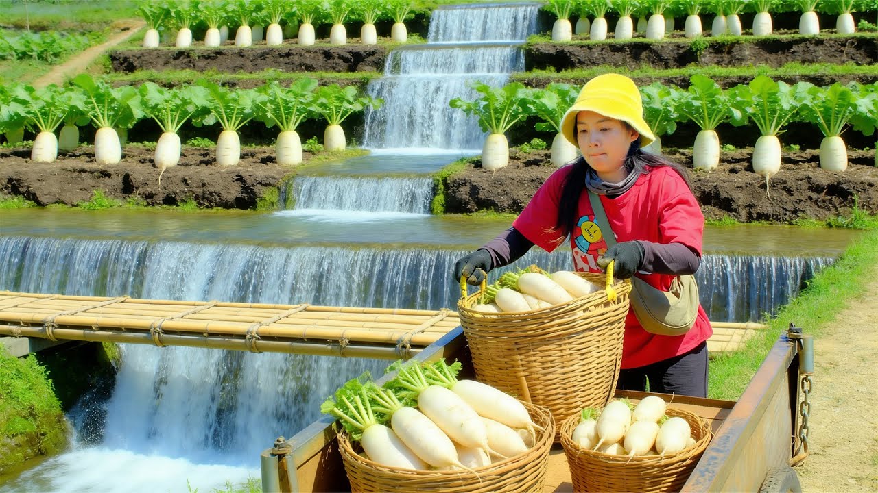 Harvest Full Cart Of White Radish To Sell At The Market – Improve The Soil – Cooking - Daily Farmer