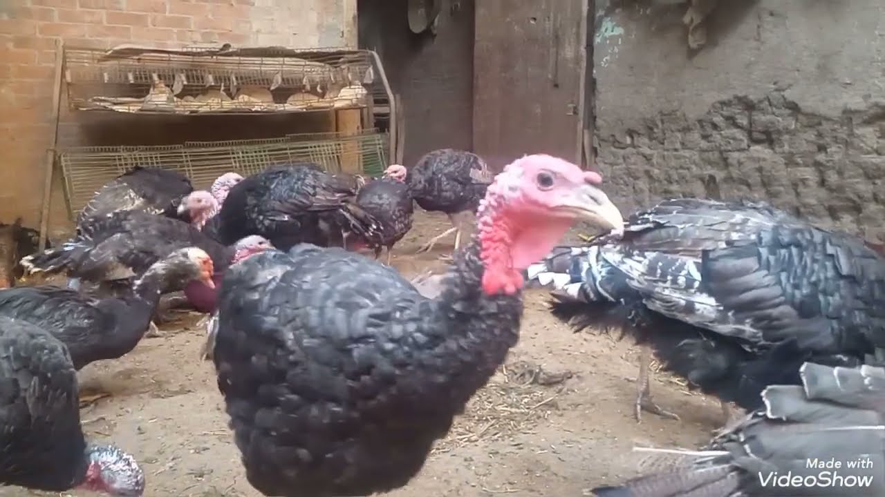 أكلات مدمرة بتقطع البيض وبدمر جهاز المناعة عند طيورك