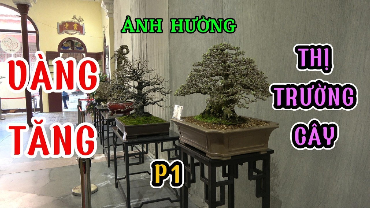 VÀNG TĂNG ảnh hưởng THỊ TRƯỜNG CÂY thế nào P1
