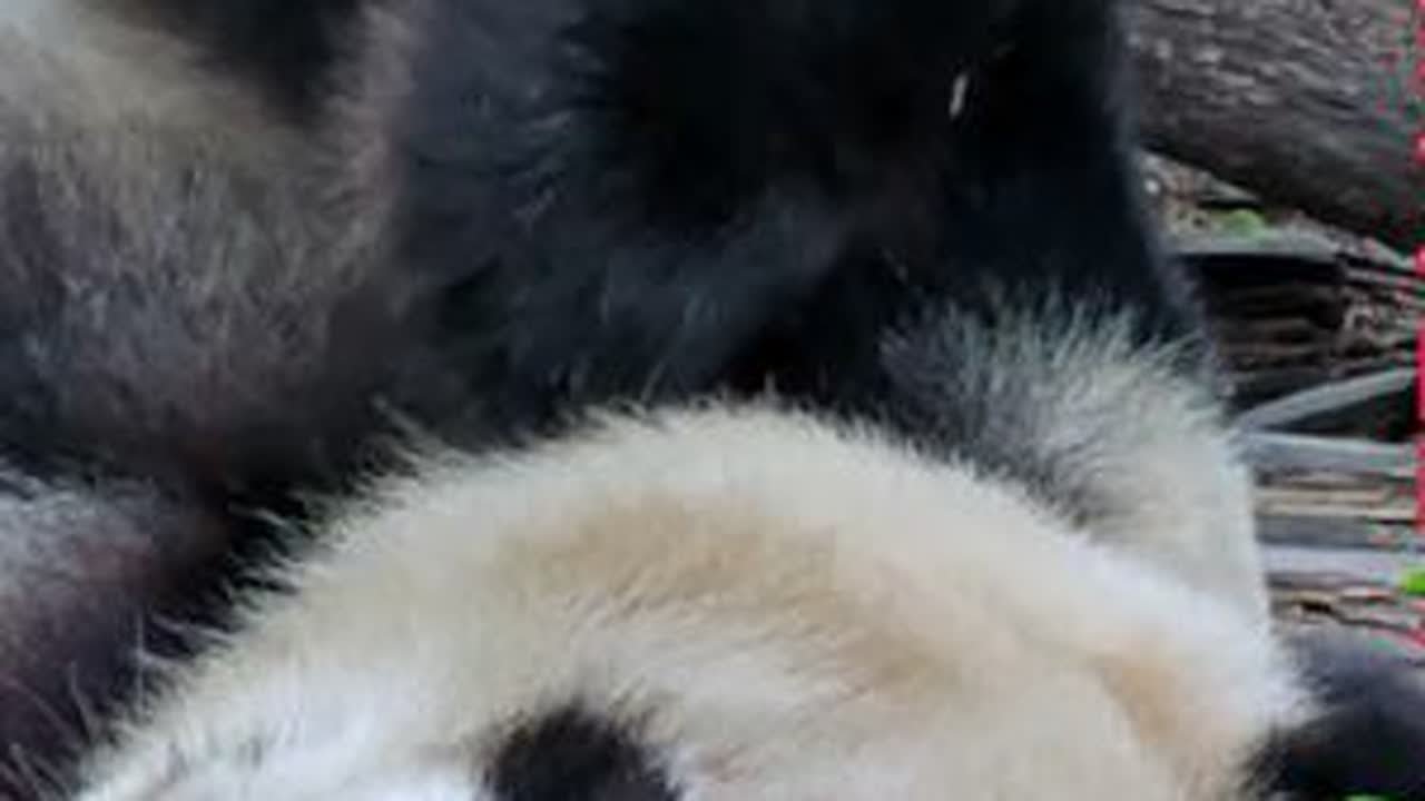 【大熊猫福豹】奶乎乎的豹总，像个三岁宝宝～～～#大熊猫福豹 #萌宠出道计划 #萌娃 #紫清湖野生动物世界 #神奇动物在抖音