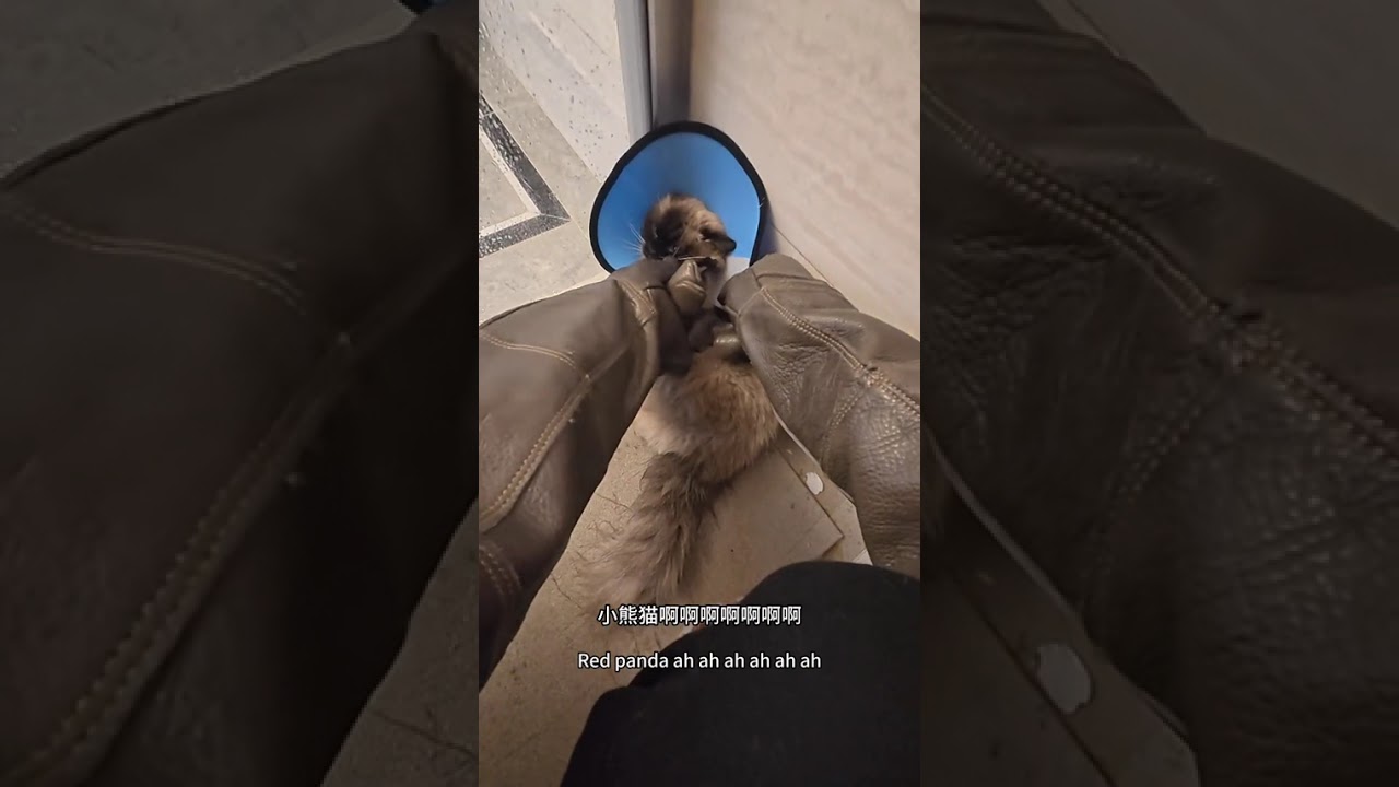 This cat... Among the door-to-door cat cleaning services in Chongqing I encountered the mo
