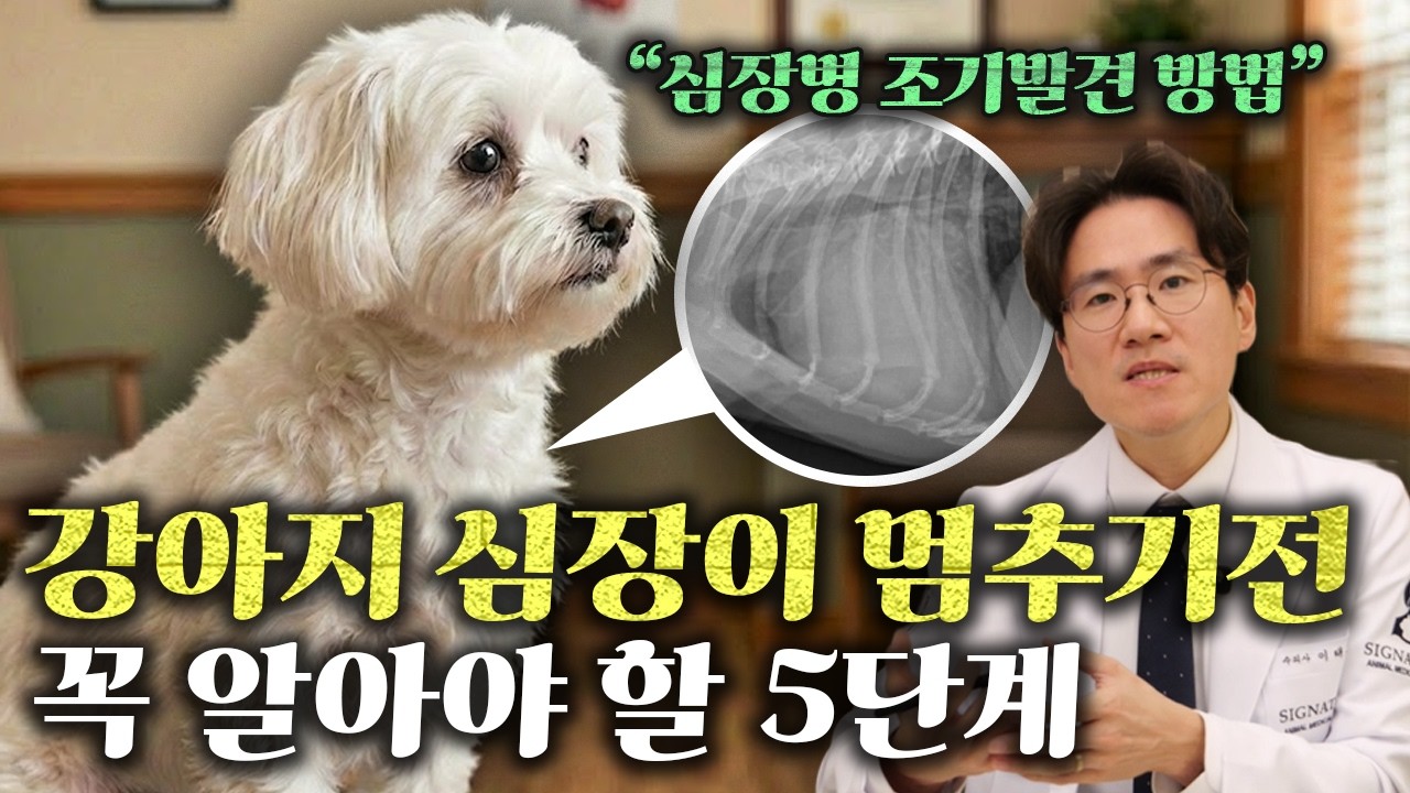 강아지 심장병 5단계와 단계별 치료방법