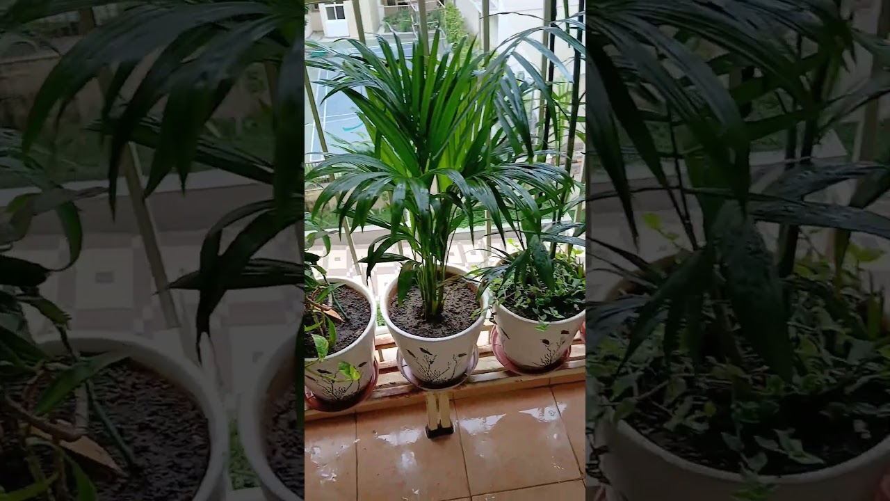 “Cleaning Therapy: Balcony Edition 🧽🪴 // 