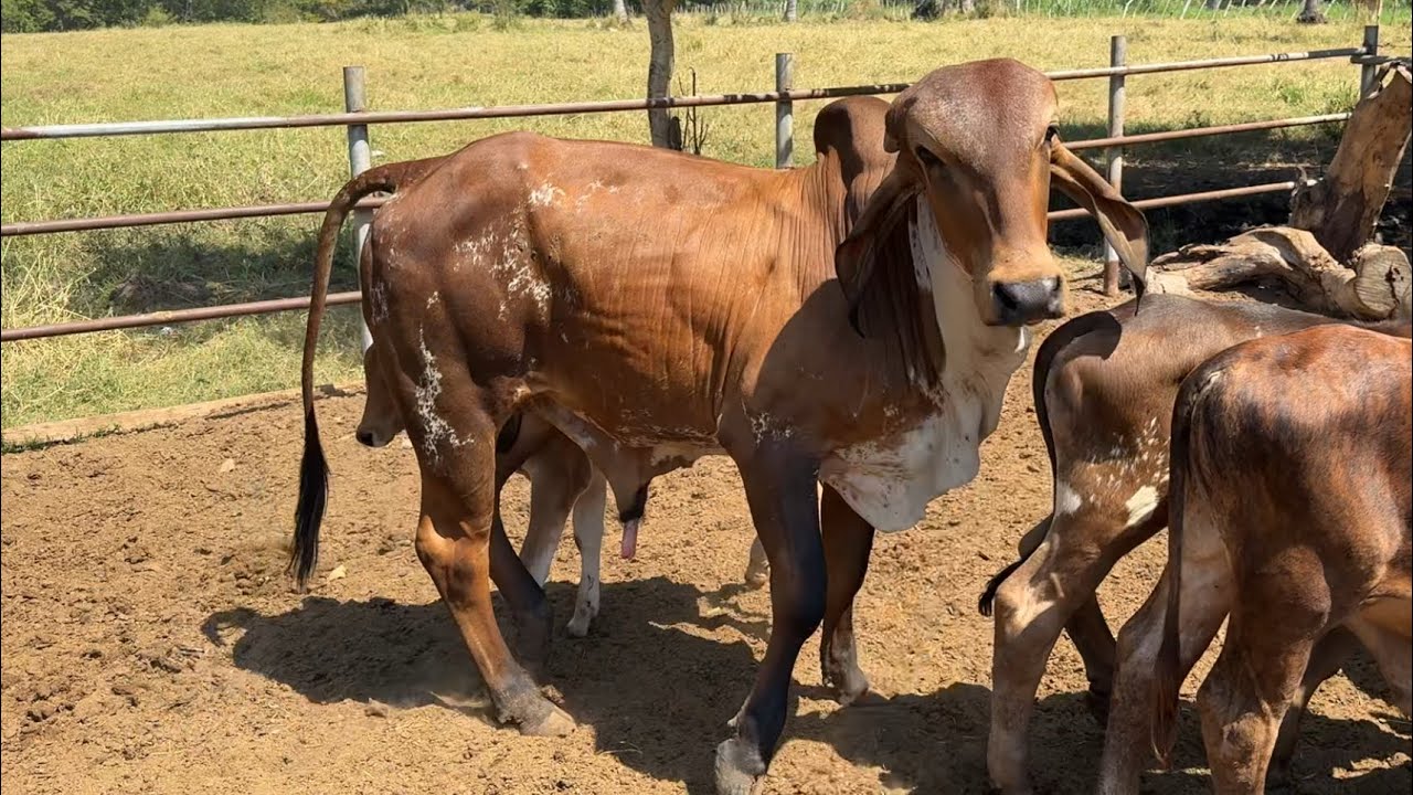 Mira el torete gyr puro que tenemos disponible bueno bonito barato 