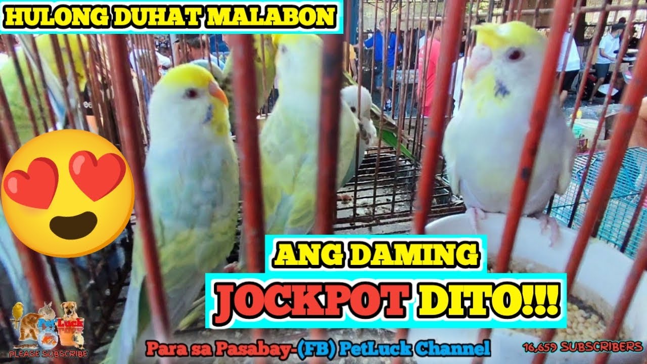 LOVEBIRDS UPDATE SA MGA JOCKPOT NA IBON SA HULONG DUHAT MALABON