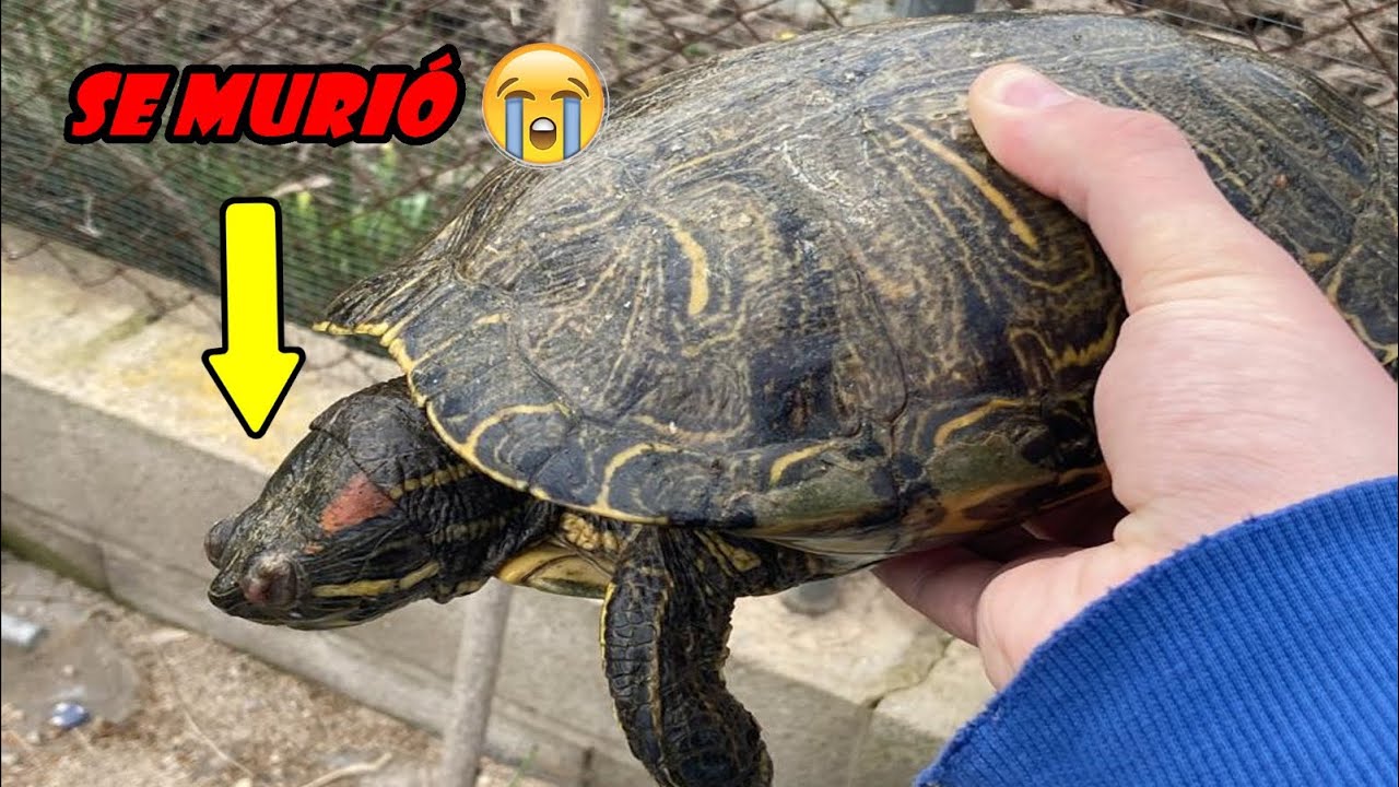 Los 5 errores tontos que harán que tu tortuga muera!!