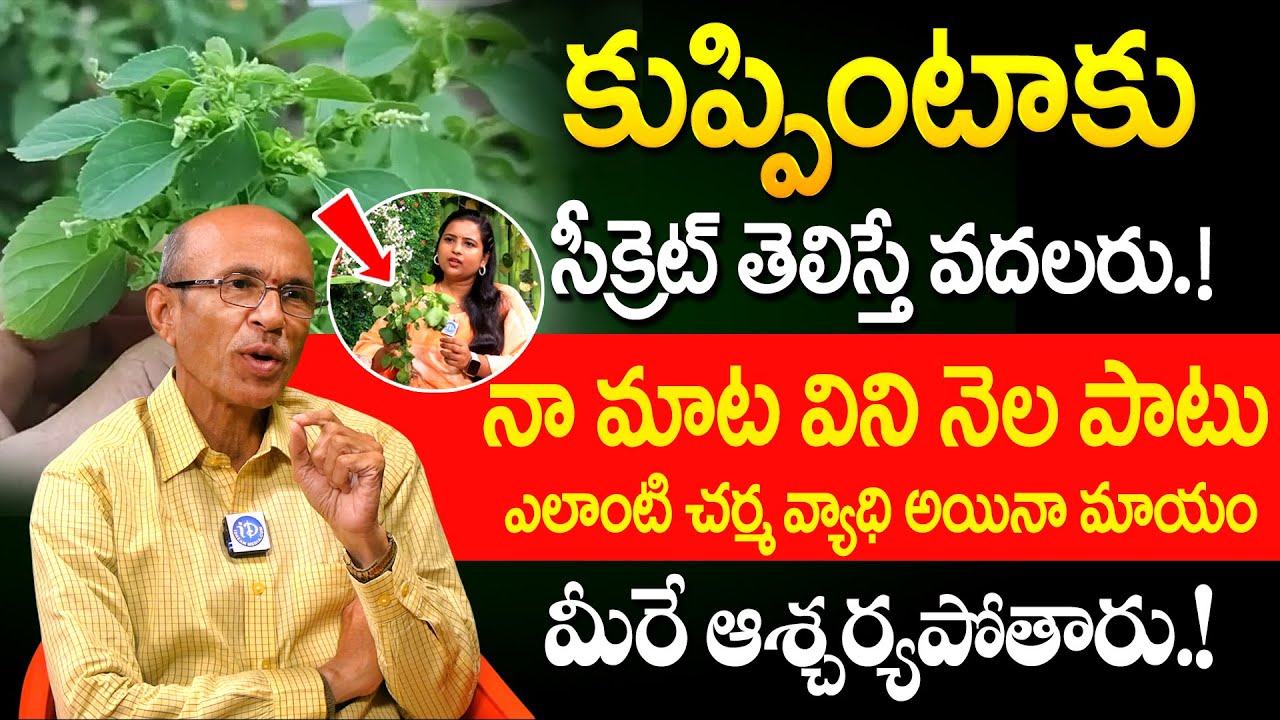 కుప్పింటాకు సీక్రెట్ తెలిస్తే వదలరు! | Health Benefits of Kuppintaku | Dr Madhusudana Sarma | iDream