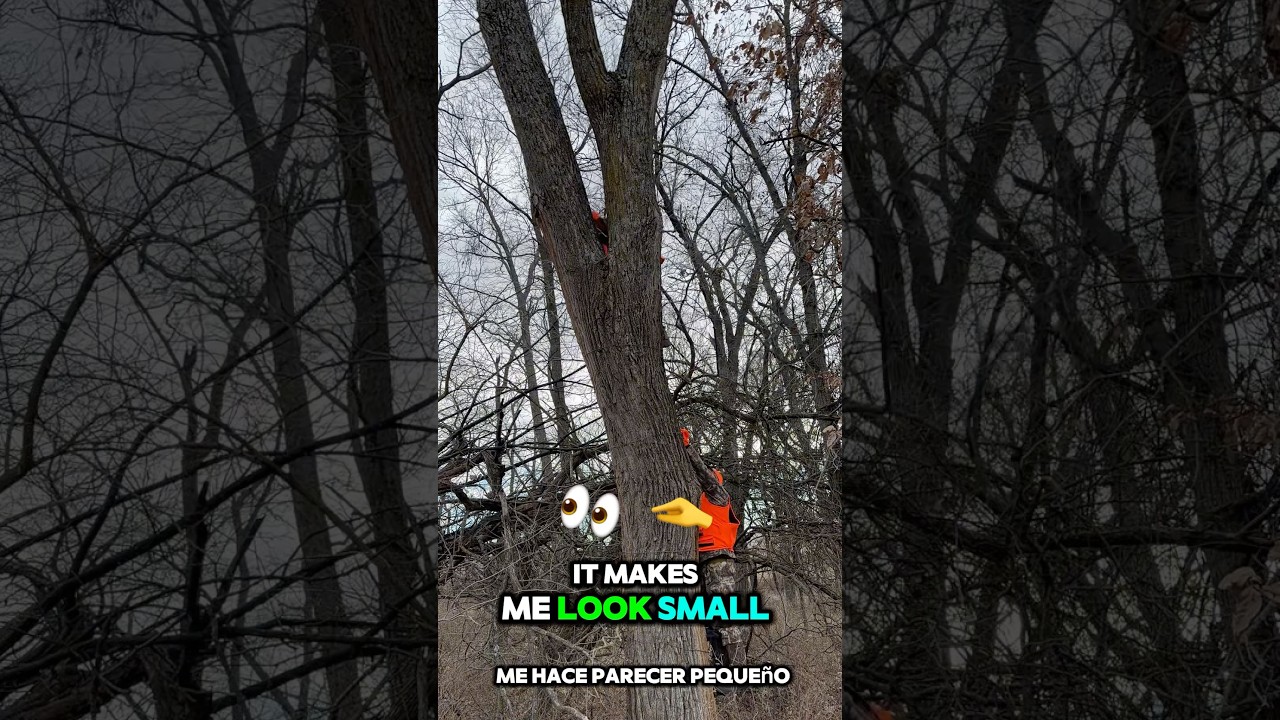 Saddle Hunting in a Giant Tree! 