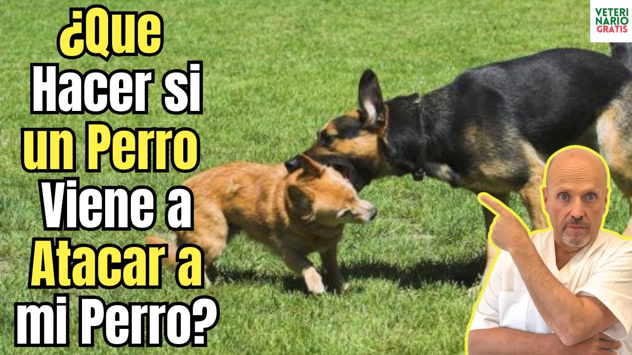 🆘 ¿QUE HACER SI UN PERRO VIENE A ATACAR A MI PERRO? 🆘