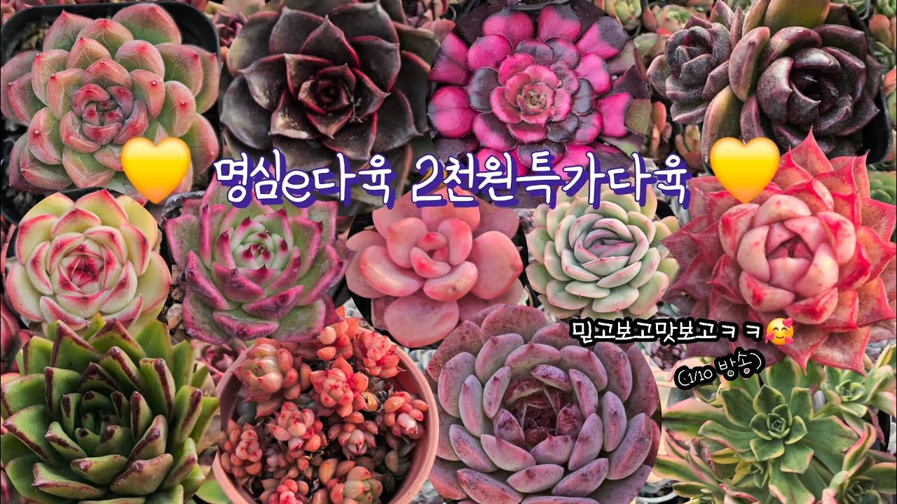 명심e 2천원특가다육♡(1.10.토)