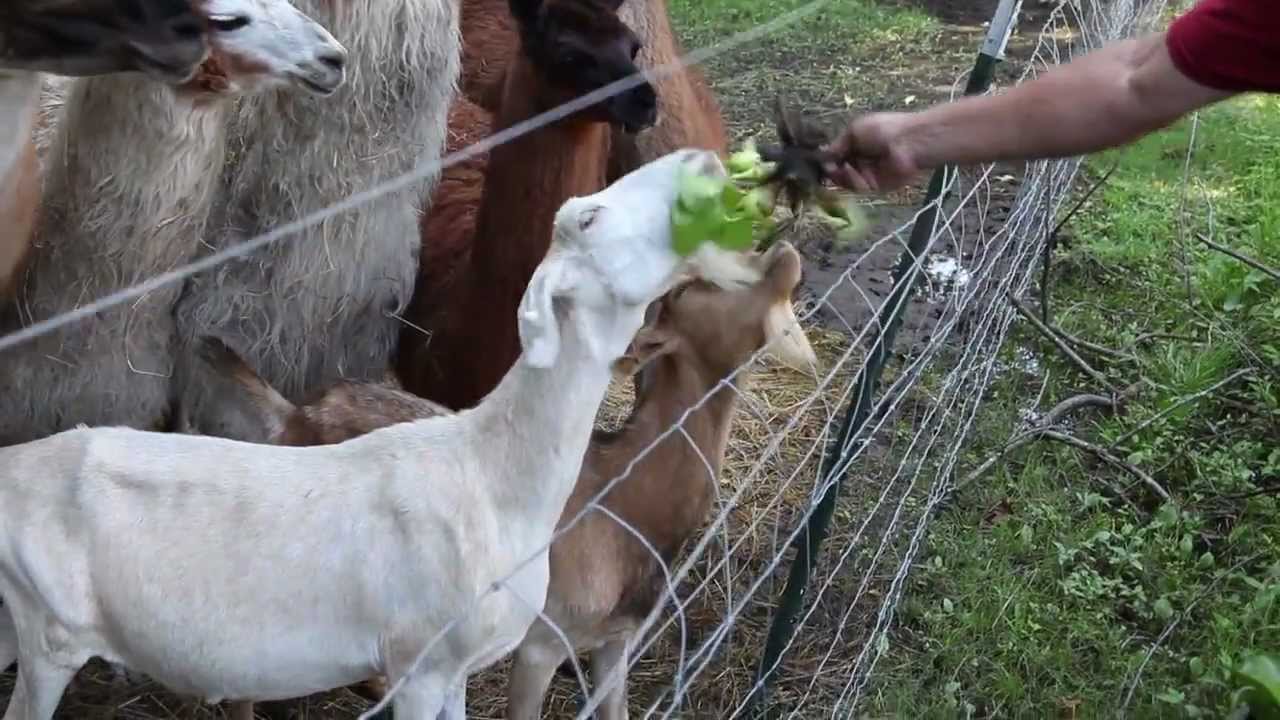 Water Hyacinth Project - Part 03 - LIvestock Taste Testing