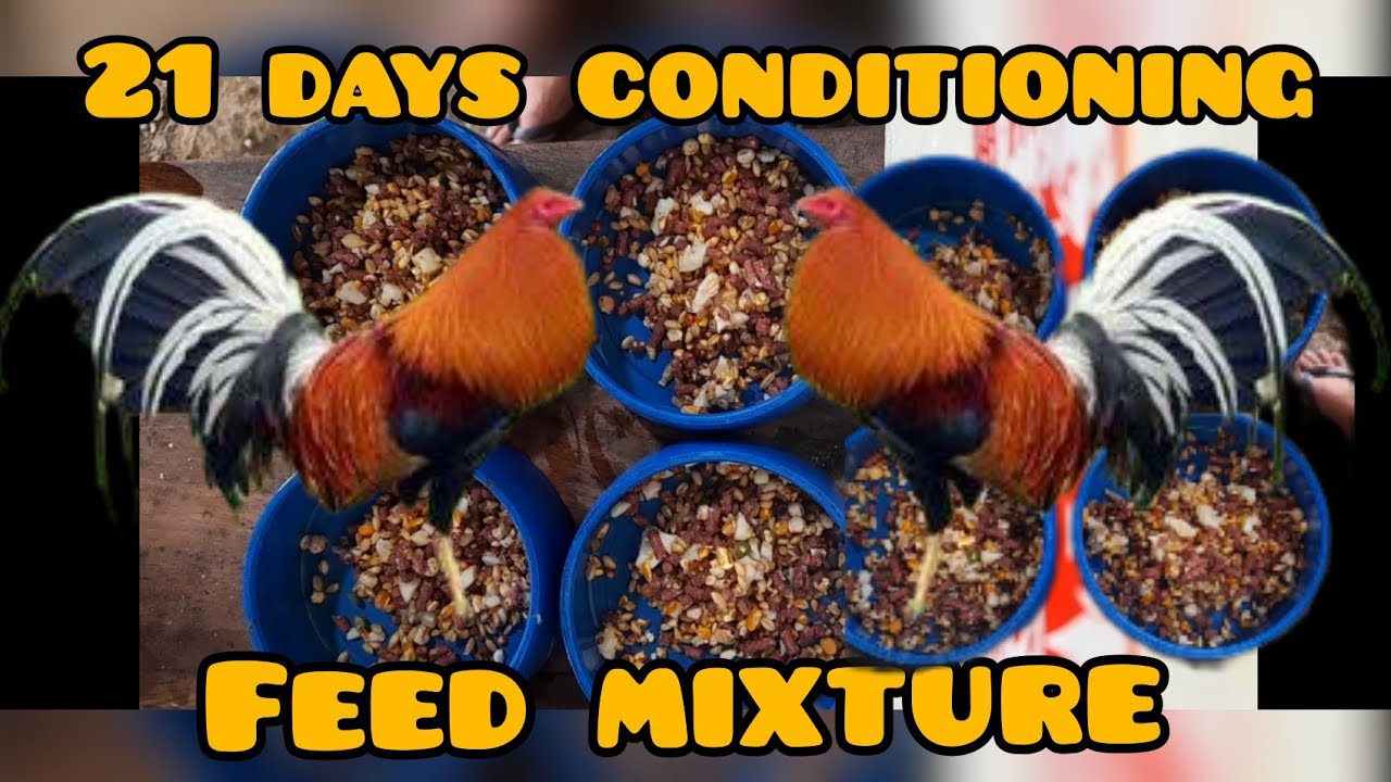 21 days conditioning feed mixture