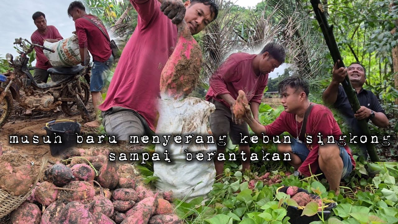 Pencuri menyerang kebun ubi sampai berantakan warta petani muda hidup di hutan