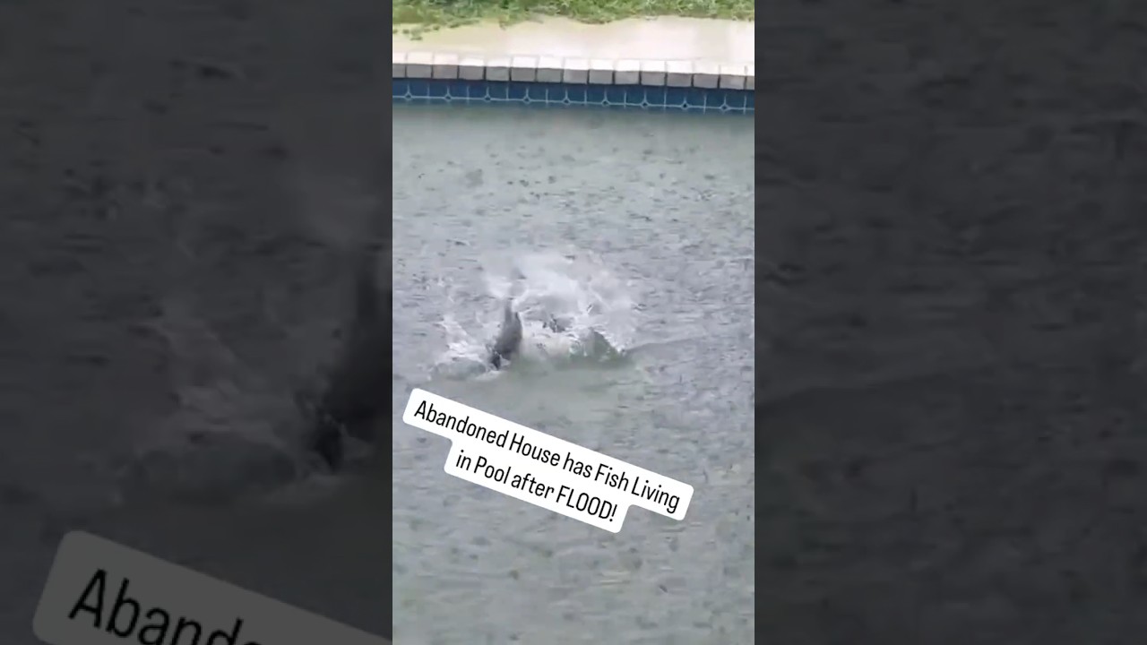 Рыба застряла в заброшенном бассейне во время наводнения! #шорты