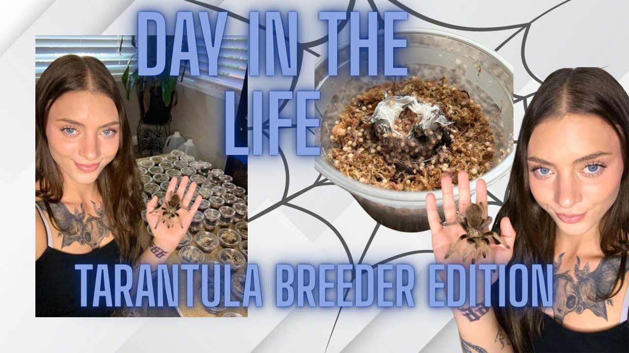 How I Care For HUNDREDS of TARANTULA BABIES!! | Vlog #2