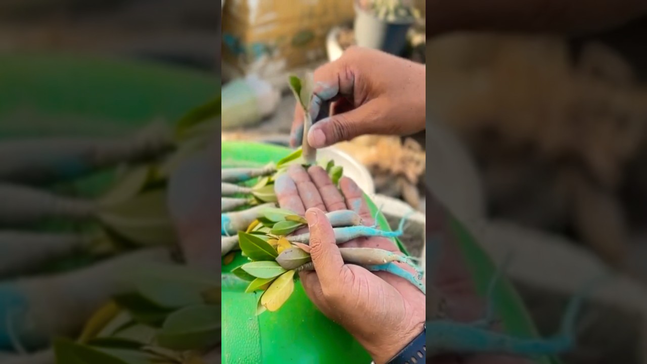 Adenium Baby Plant Flat Root Cut #adenium #adeniumplant #adeniumroot