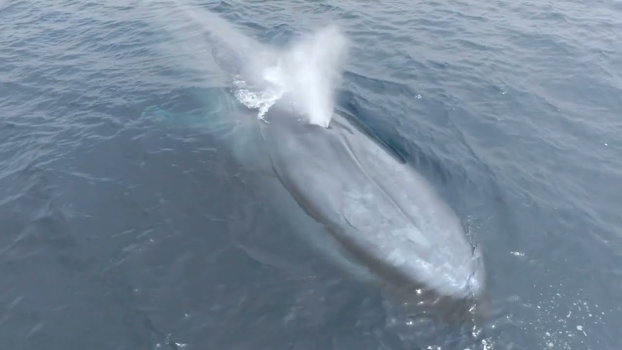 Rare Sighting 2025 - Blue Whale off the Coast of San Diego