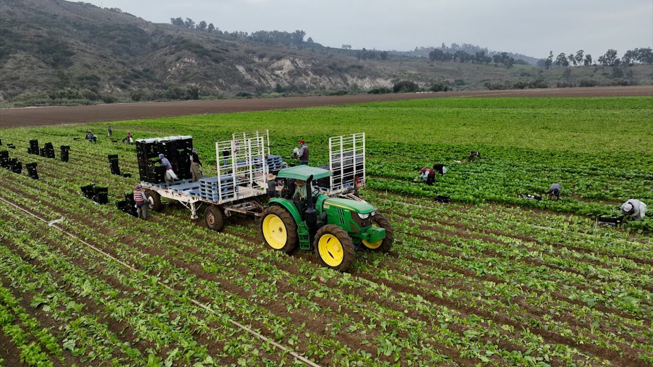 Bagged Salads Come from this Southern California Farm - America's Heartland