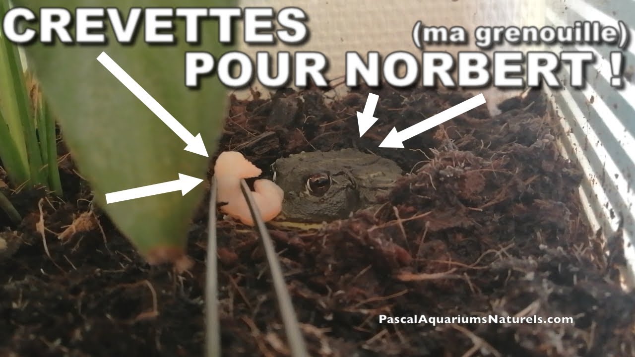 🐸 Ma Grenouille Taureau Africaine mange des crevettes fraiches 🦐 ! Pascal Aquariums Naturels