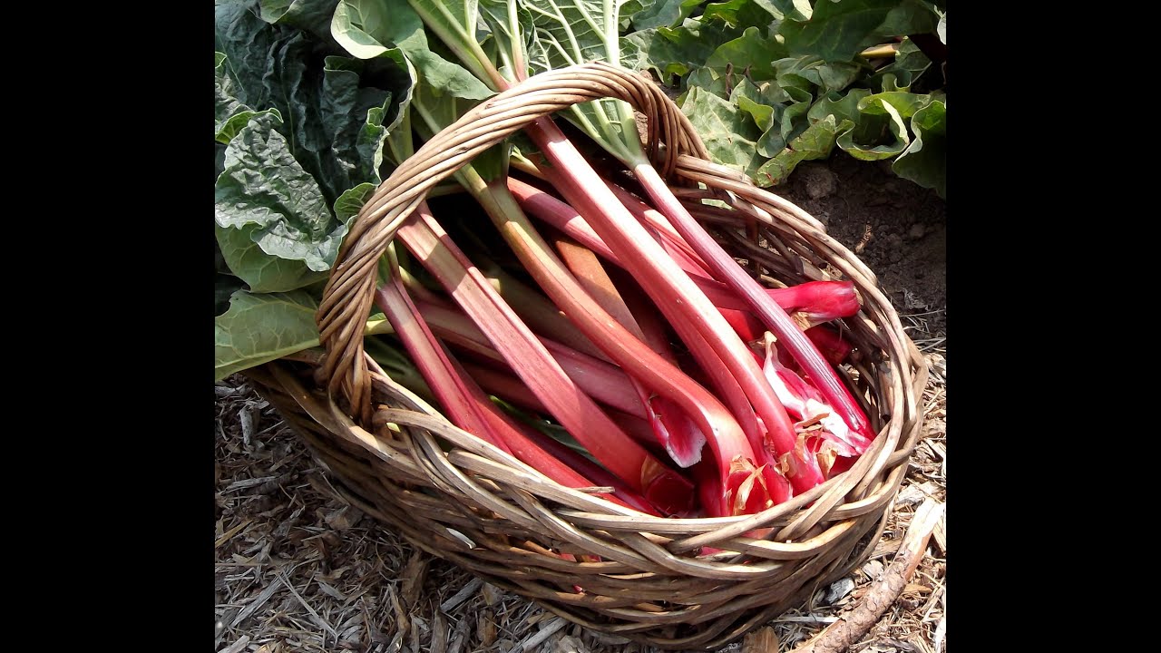 PLANTING AND GROWING RHUBARB