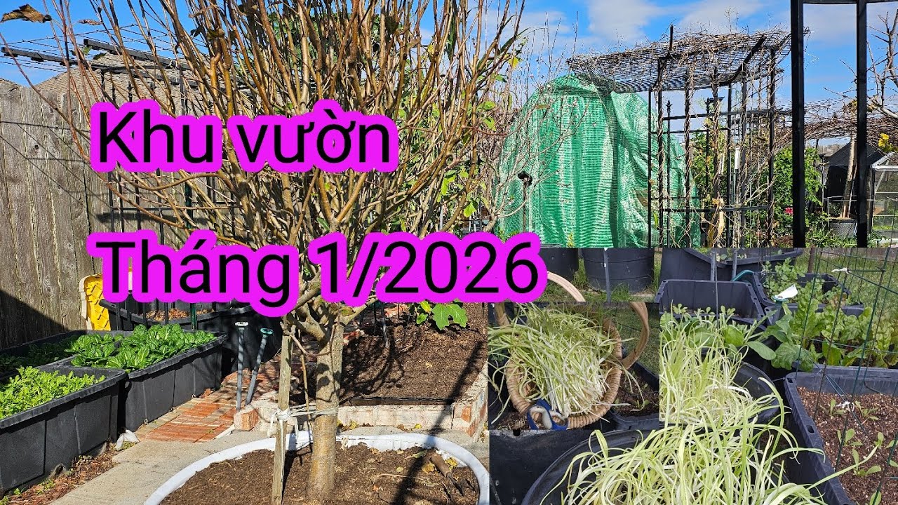 #643:Đi dạo sơ qua khu vườn tháng 1/2026 trước khi nhiệt độ xuống dưới 32°F,và hái rổ rau mầm tỏi.