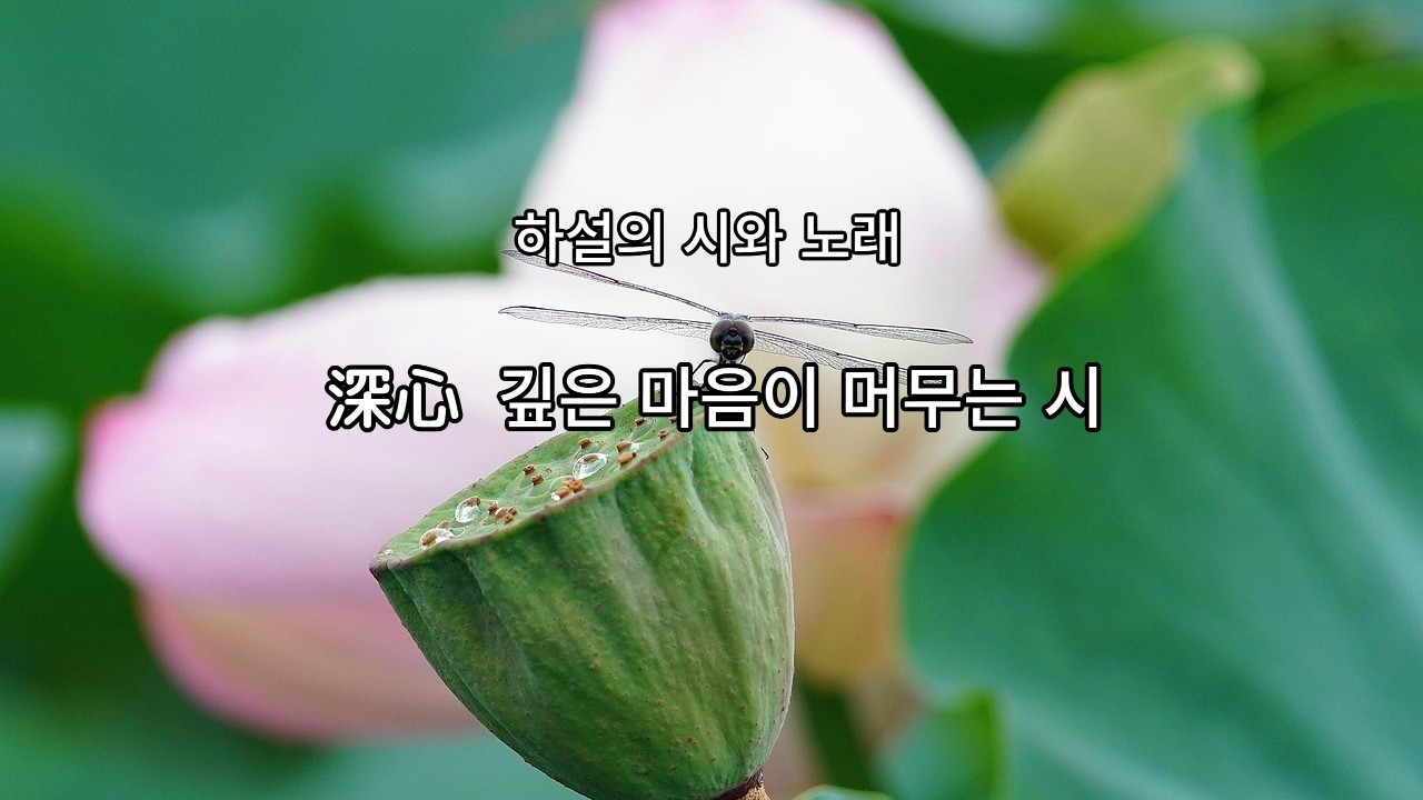 심심 (深心) | 하설의 시와 노래 | 깊은 마음이 머무는 시