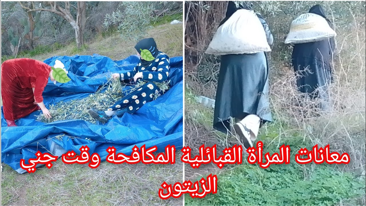 اجواء رائعة في جني الزيتون