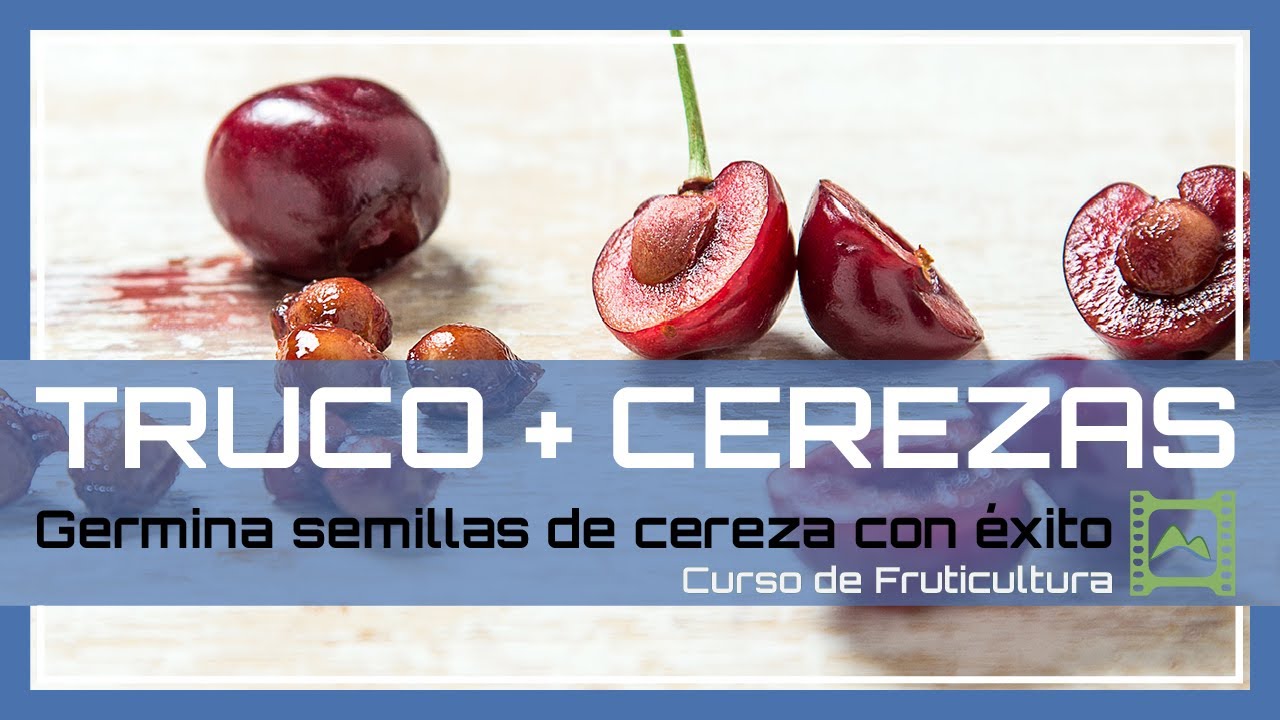 Cómo GERMINAR semillas o huesos de cereza 🍒 con éxito. 💡 TRUCO para acelerar el proceso | LdN